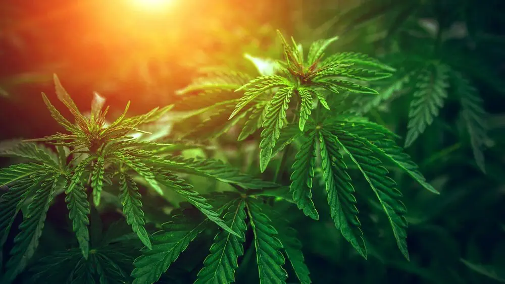 Cannabis-plant-image-edited.jpg